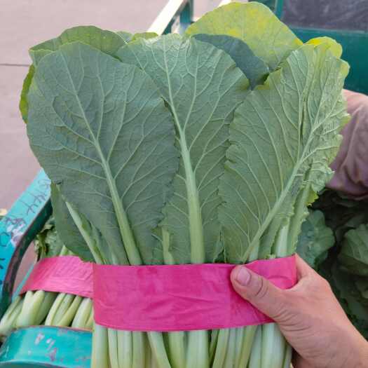 邯郸河北邯郸精品小白菜