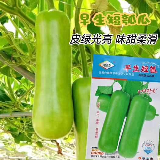 沭阳县早生短瓠种子早生味甜耐热耐寒瓜长25到30厘米油绿光亮瓠瓜
