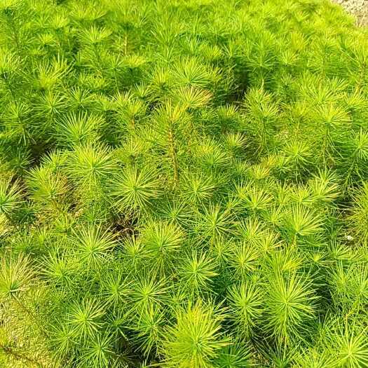 奉新县江西宜春马尾松苗 实力供应 安心选购