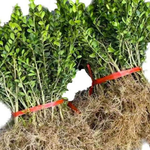 杭州龟甲冬青小苗大量供应，欢迎电话咨询