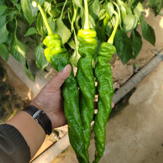 宁夏鲜辣椒精品陇椒 市场 商超 电商 大量供应 量大从优