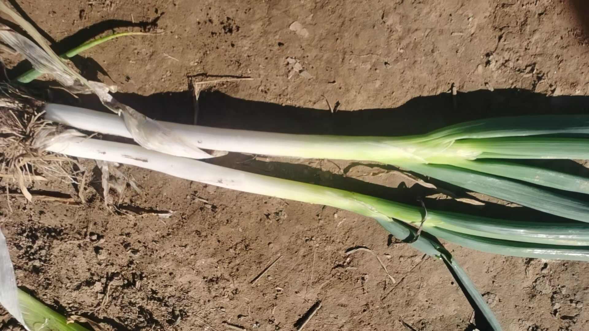 长白大葱