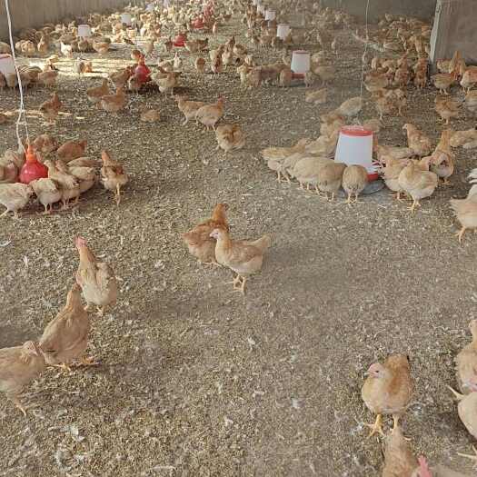 邵阳谷物散养鸡，育苗已打，2个月鸡苗