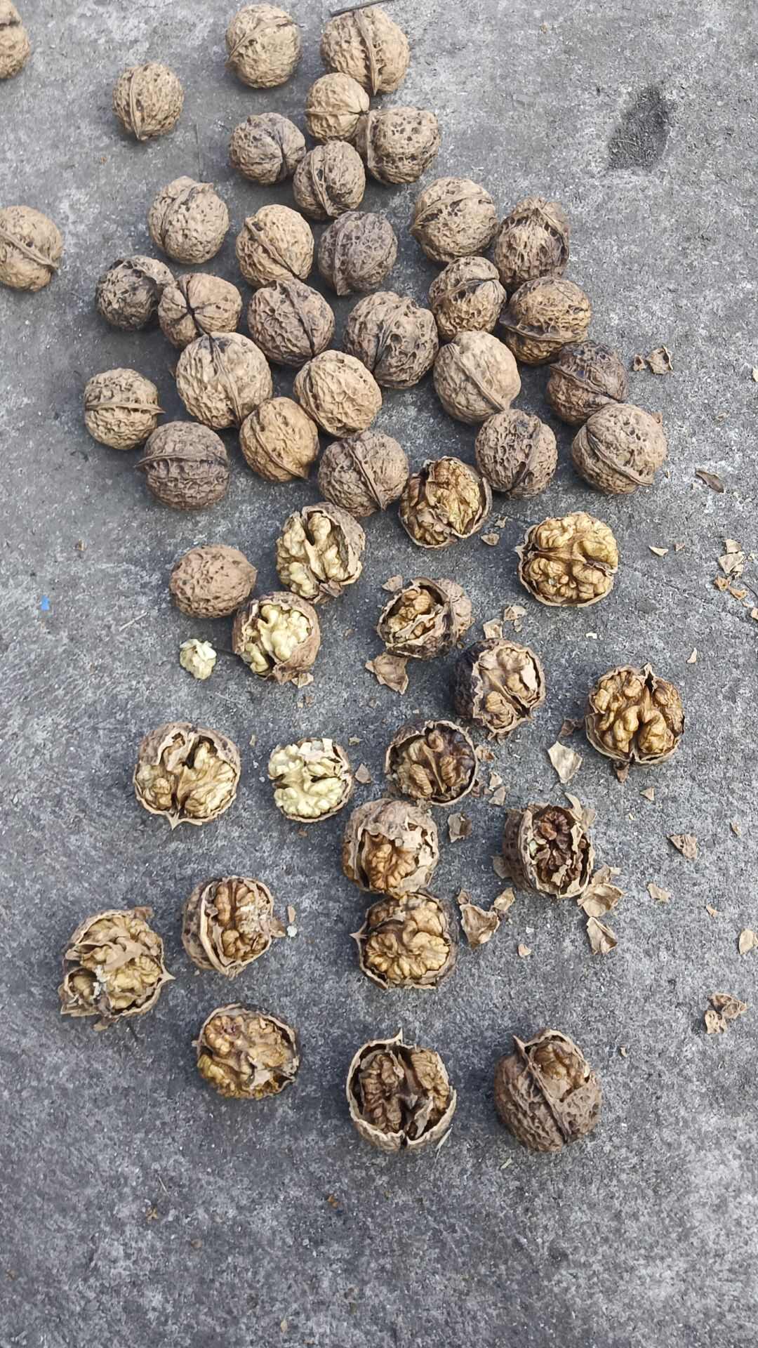 电商货…晒大果，薄皮，个头32以上，口感回甜3.5一斤
