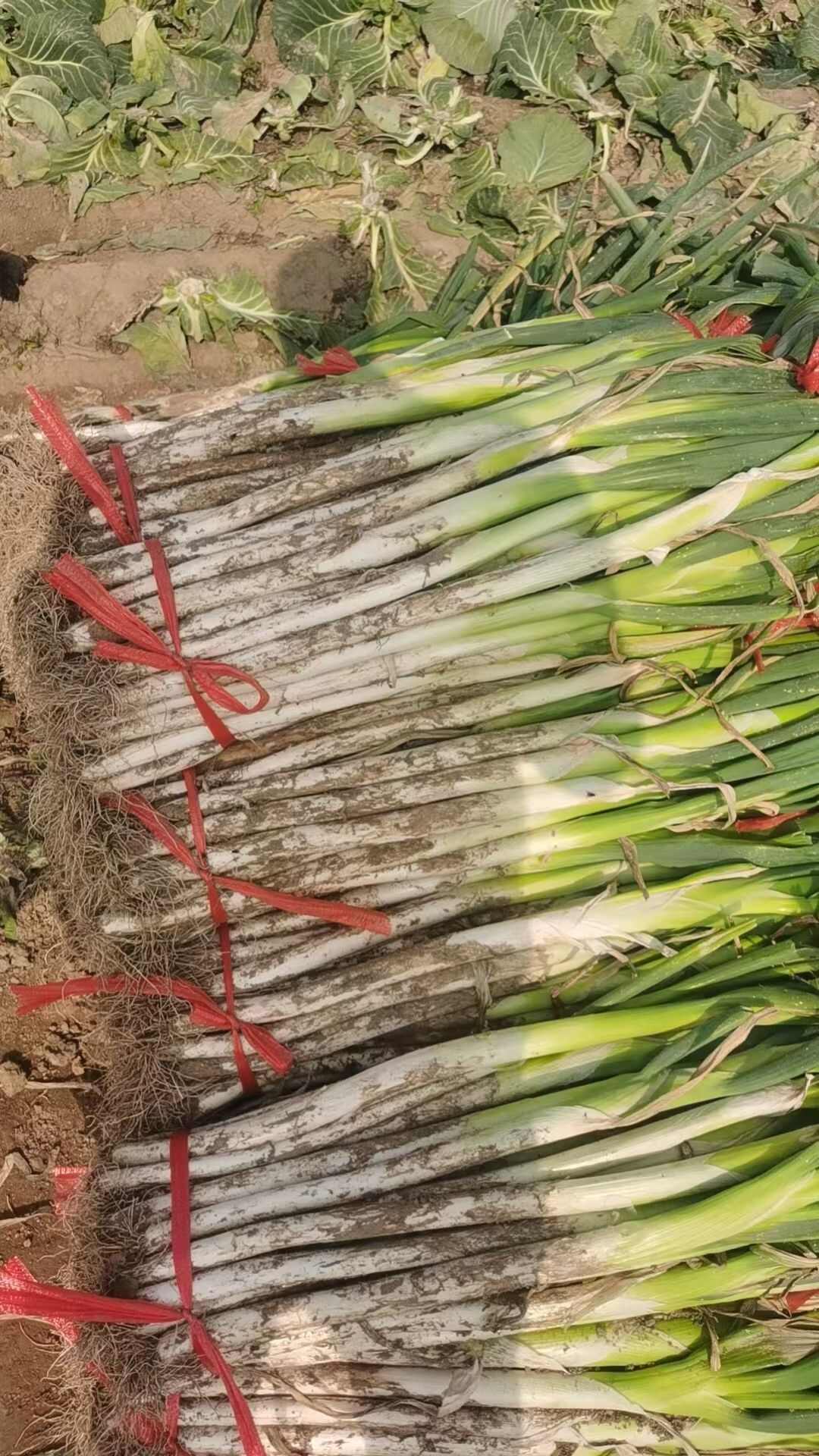 长白大葱