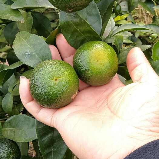 鹿寨县青香橘