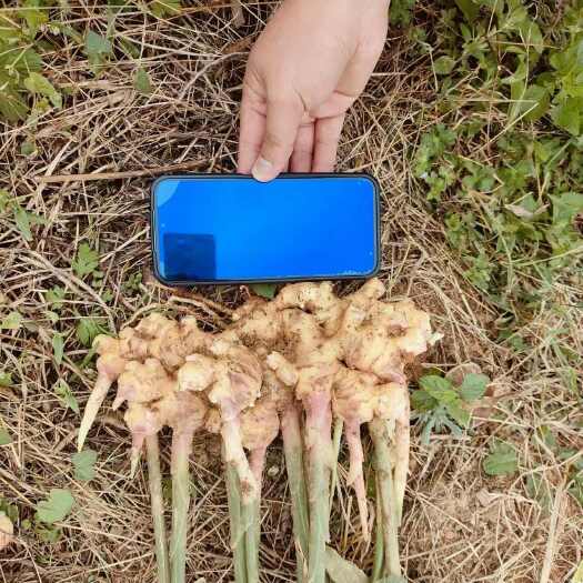 兴义市贵州二黄姜