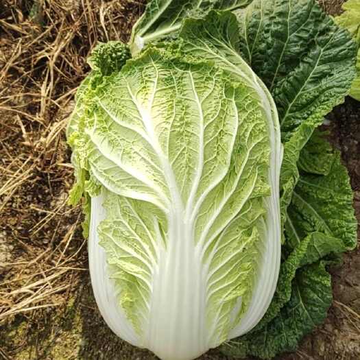 平泉市黄心白菜