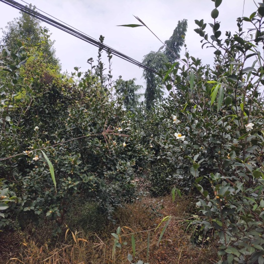 油茶转让