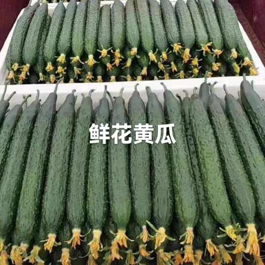 莘县大棚温室密刺鲜黄瓜基地直供