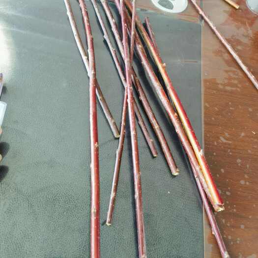 乡村红柳支源头产地，大量批发， 质量好价格低