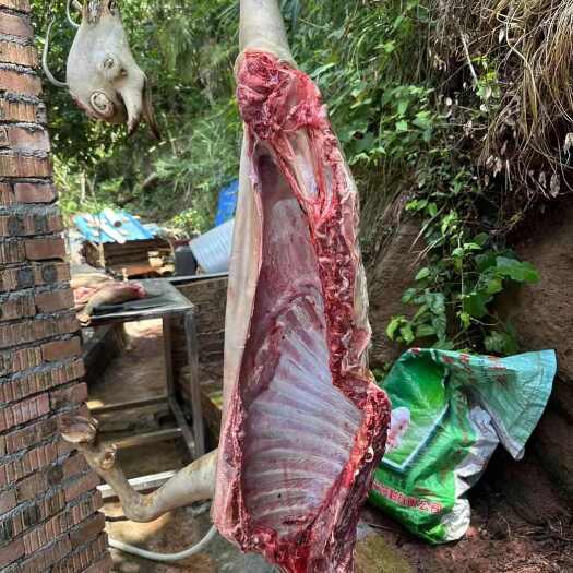 张家界湖南本地黑山羊放养纯草食羊肉