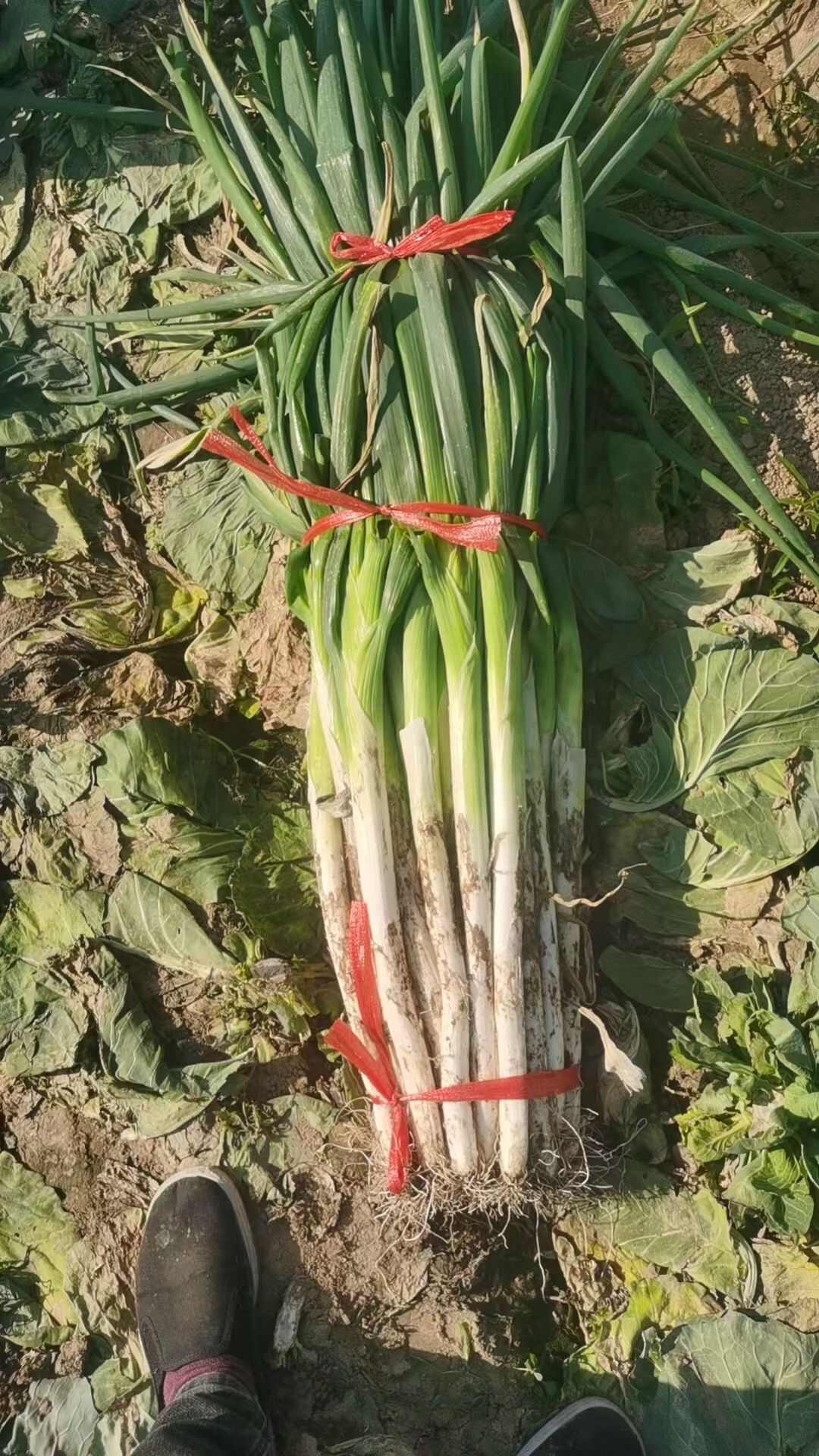 长白大葱