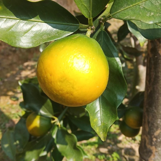 融安县脆蜜金桔，滑皮金桔