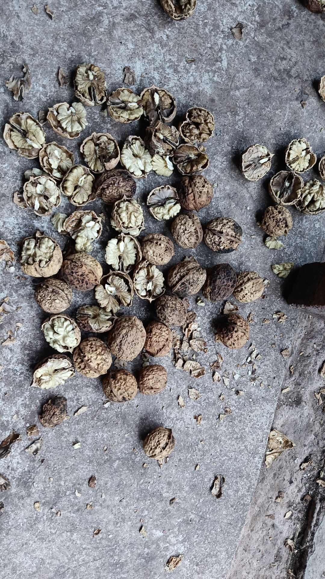 电商货…晒大果，薄皮，个头32以上，口感回甜3.5一斤