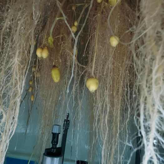 渭源县土豆种薯沃土五号，希森六号，青薯九号出售