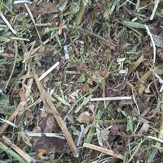 淮滨县优质花生秧小草