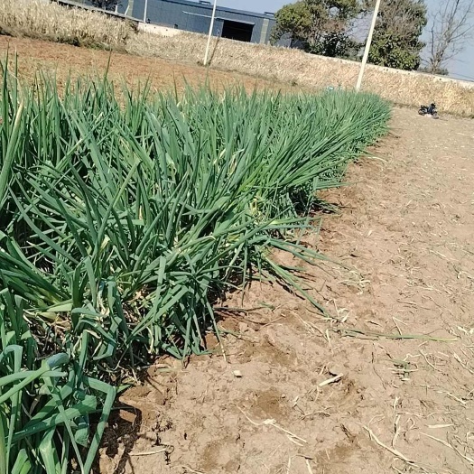 襄汾县长白大葱