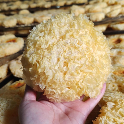 古田大花银耳 福建 食用菌干货银耳 优质银耳农产品 全国发货