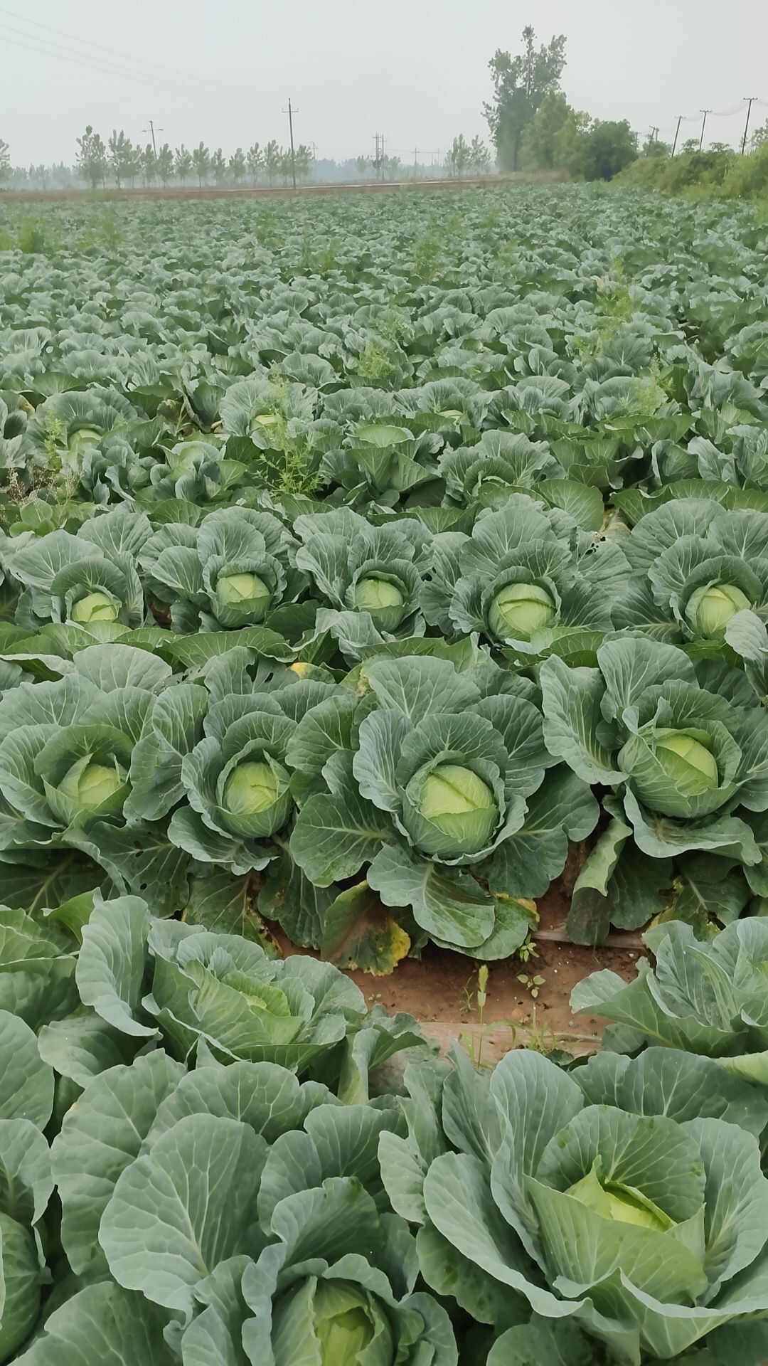 奥奇娜甘蓝  精品奥奇丽奥奇拉大量上市