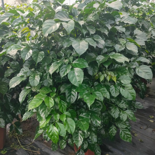 菜豆树，幸福树，绿宝一手货源基地直销