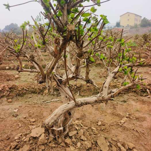 平邑县金银花树桩批发 景观盆栽 大量供应基地直发