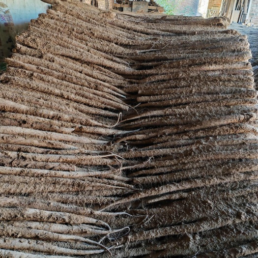 莘县白玉山药，通货，长条，板子，咕噜，