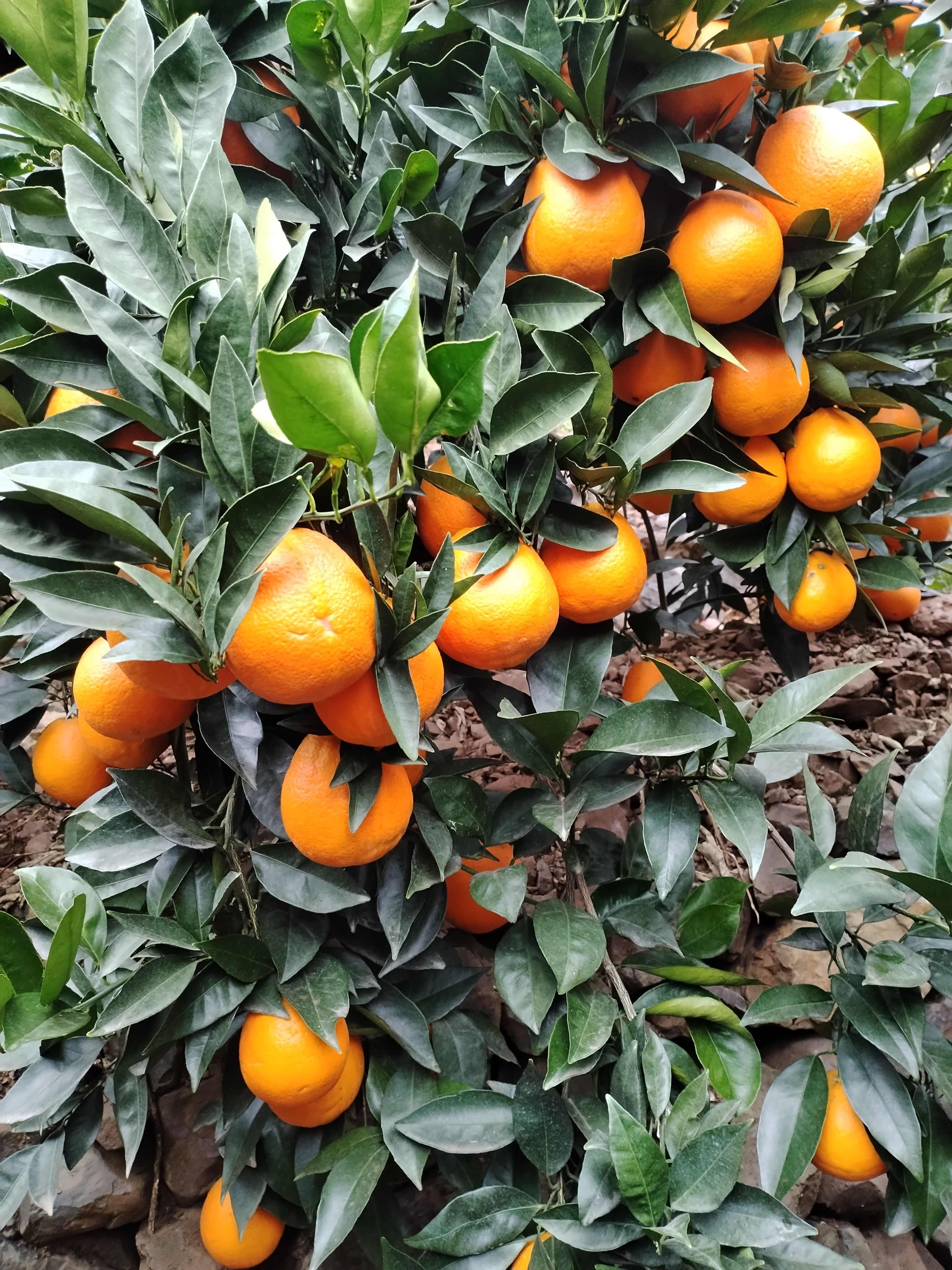 四川凉山雷波脐橙新鲜上市 健康美味 果实饱满汁多