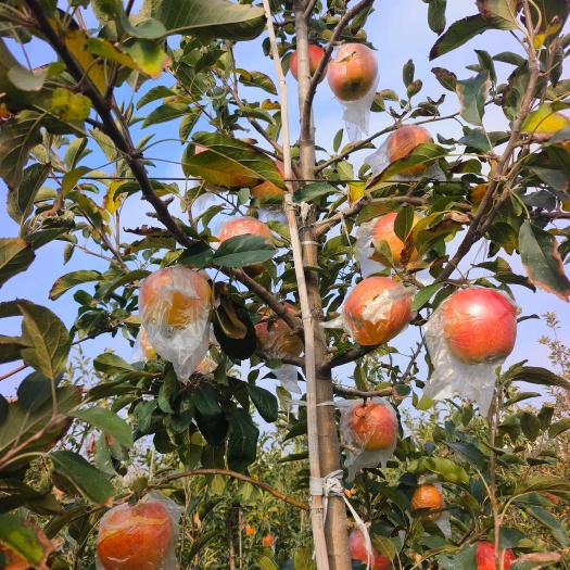 菏泽五年刚成年短肢矮化苹果树，现已挂果旺期，出售成年苹果树
