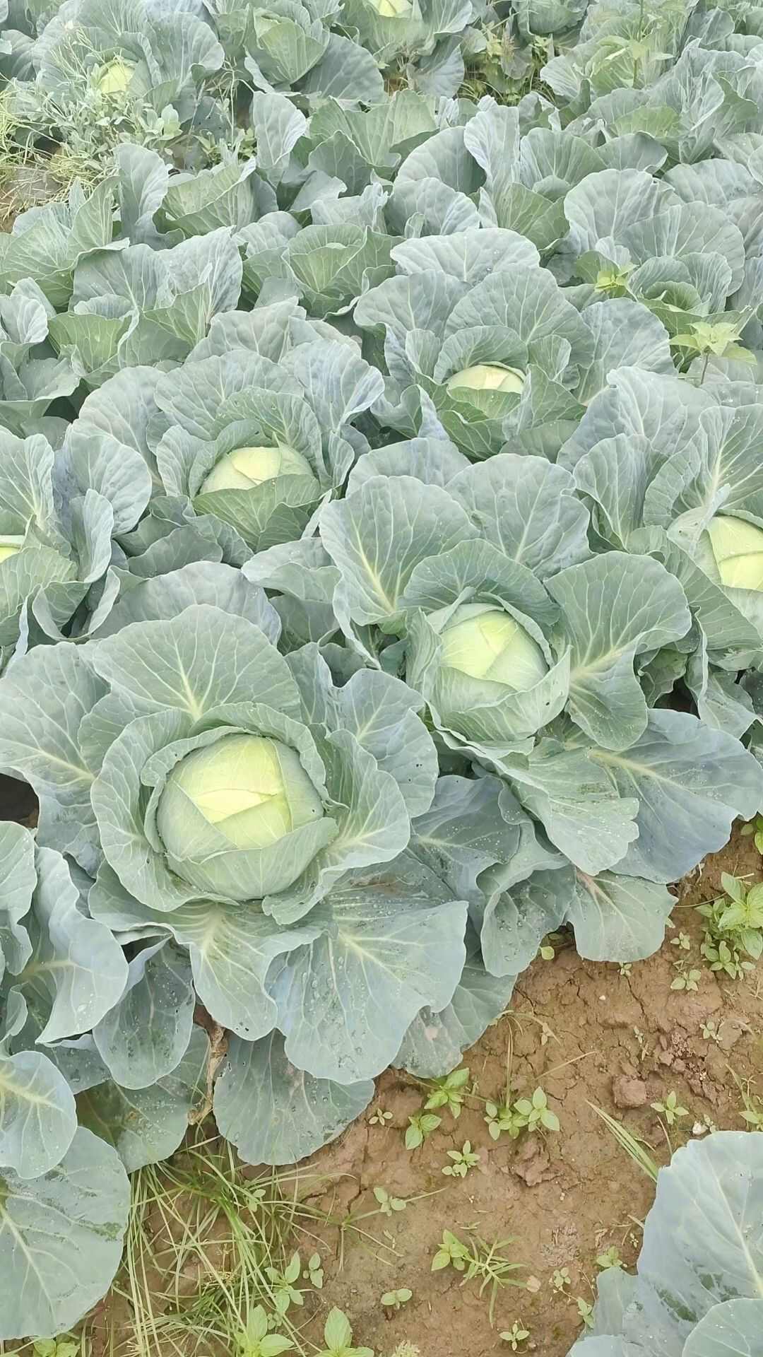 奥奇娜甘蓝  精品奥奇丽奥奇拉大量上市