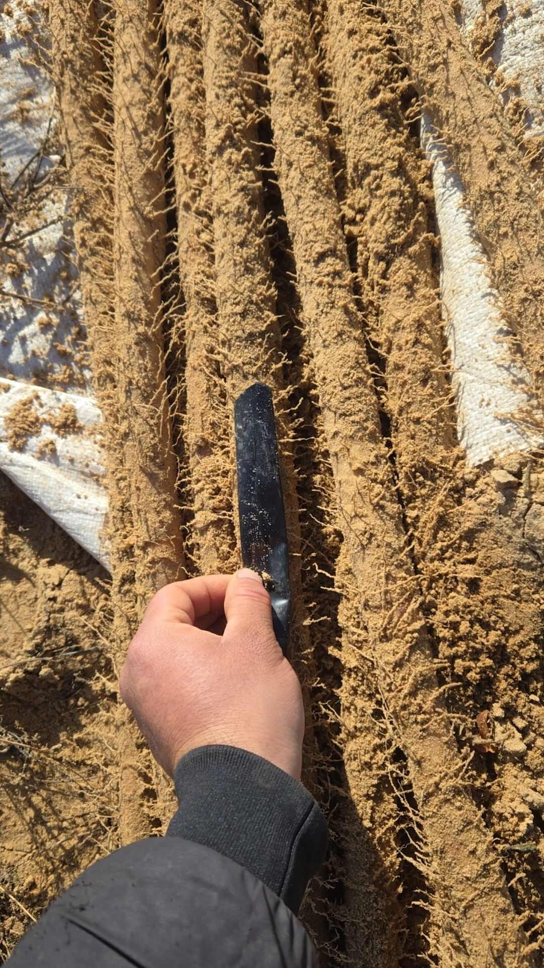 榆林麻山药 通货 二三路