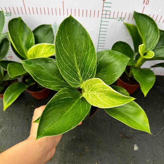 广州铂金钻，绿公主自家种植基地