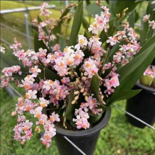 兴义市梦香文心兰4寸盆10枝花剑以上优品开花香基地直发