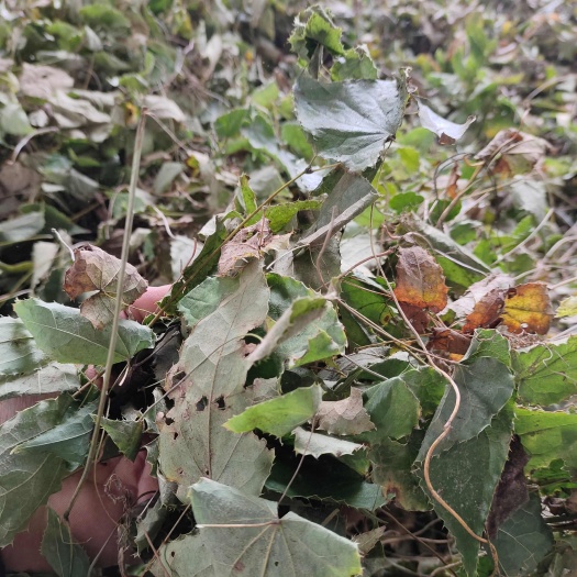 康县淫羊藿 淫羊藿干货 柔毛淫羊藿 一手货源产地直供