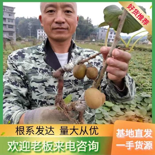 溆浦县G3阳光金果猕猴桃苗 黄心金桃猕猴桃嫁接苗