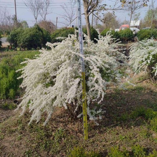 冠幅100厘米珍珠梅球