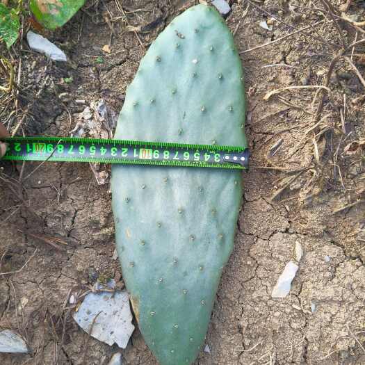 兴义市梨果仙人掌种植片批发