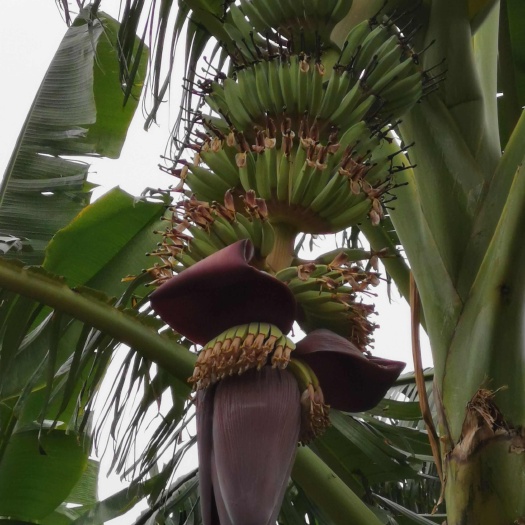 遂溪县粉蕉