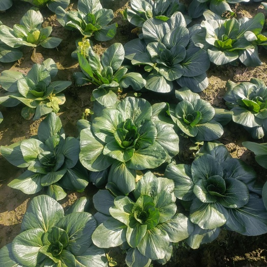 如皋市如皋地标黑塌菜