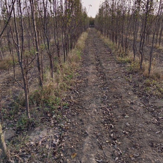 南阳梨树 3公分梨树 4公分梨树占地梨树 梨树批发 河南梨树基地
