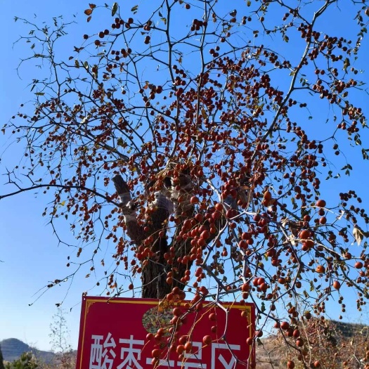 富平县晋酸三号药用双仁酸枣