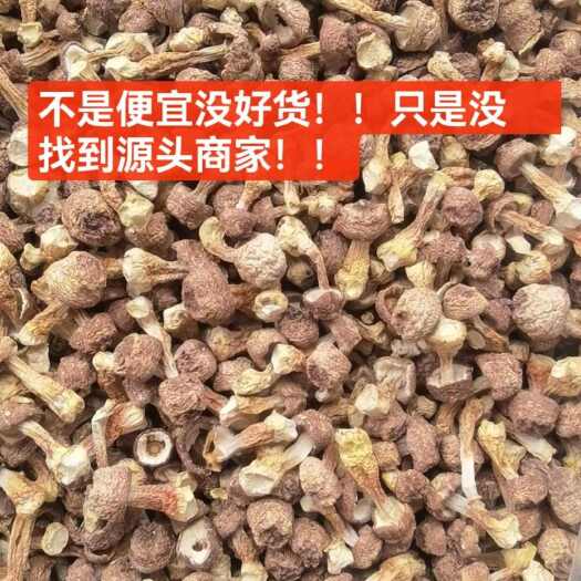 昆明2024年新货姬松茸到货各种价位都有