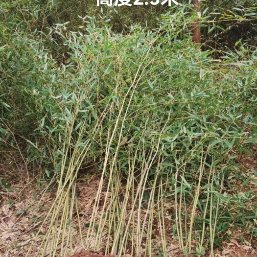 小刚竹早园竹鸟竹，绿篱小刚竹产地直销规格齐全价格实惠