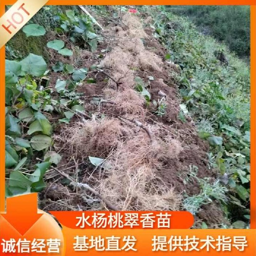 溆浦县翠香猕猴桃嫁接苗