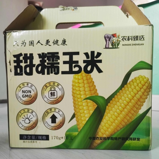 蛟河市新品种甜糯玉米