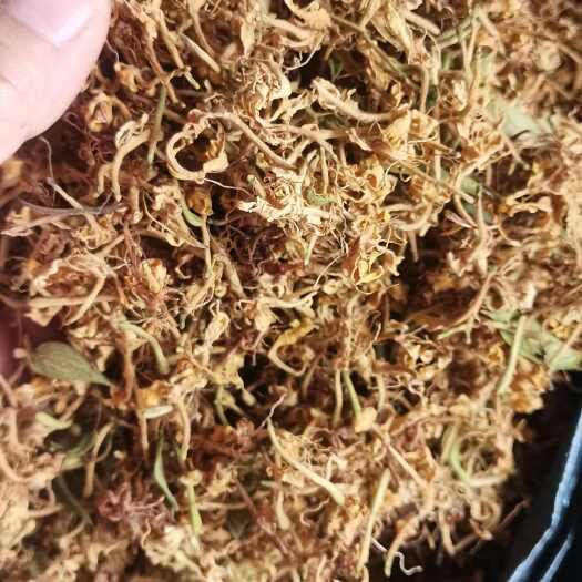 安龙县山银花