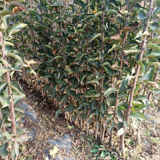 卢龙县王林苹果苗