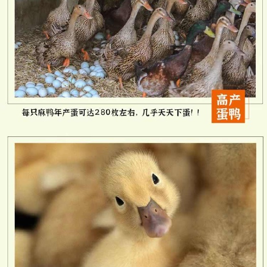 荆州买1000送200麻鸭苗包防疫 包运输 送货上门满意付款
