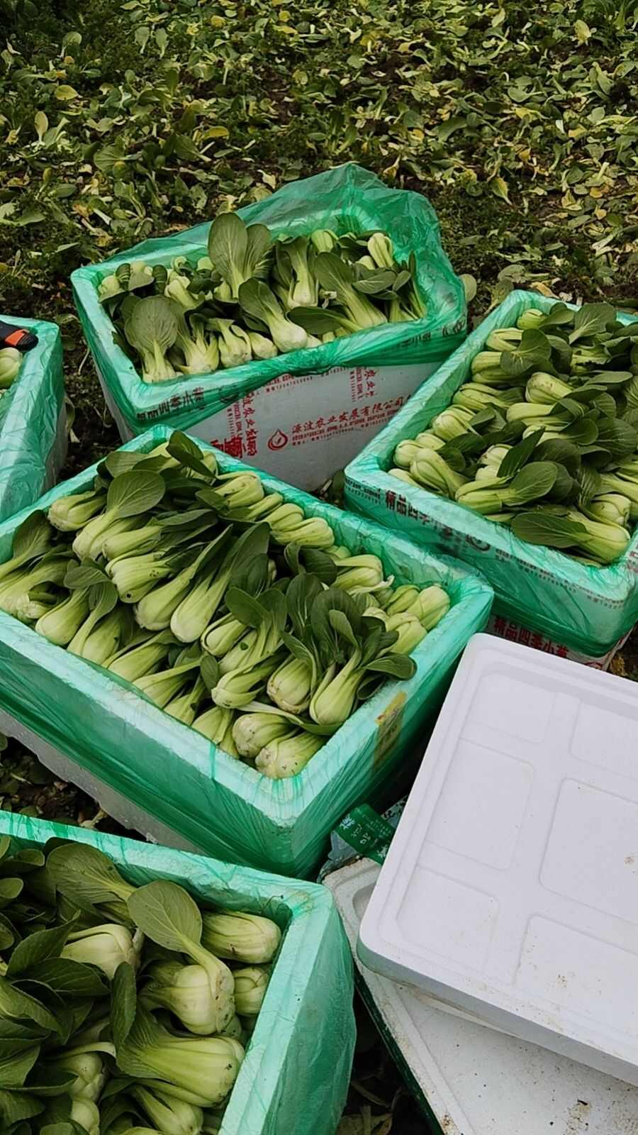 千亩蔬菜基地，无中间商，基地有莴笋，榨菜，上海青，蒜苗