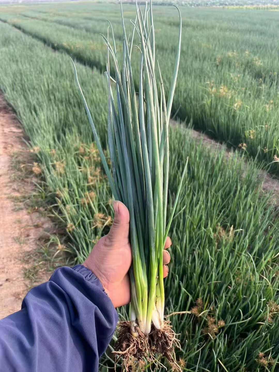 本地小香葱大量上市，质量保证，欢迎新老顾客选购